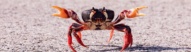 crabe-cuba
