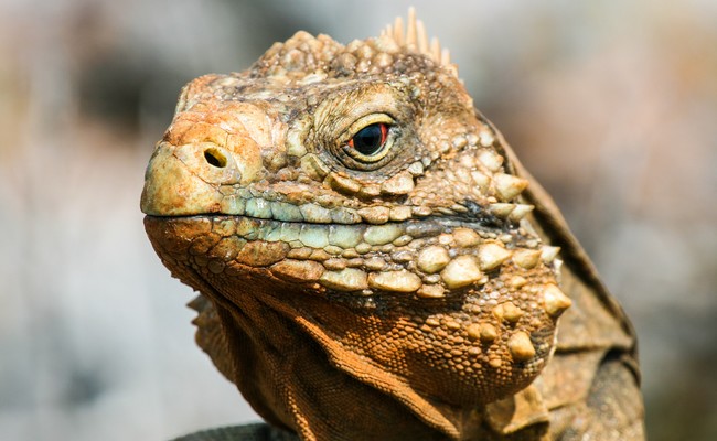 Iguana, Parc et réserve de biosphère Peninsula de Guanahacabibes