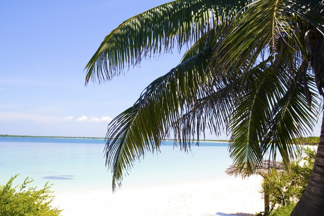 Palmier sur une plage du Cayo Santa Maria, Cuba