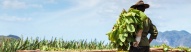 agriculteur-feuilles-tabac-vinales-cuba