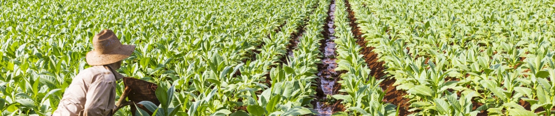 agriculteur-tabac-vinales-cuba