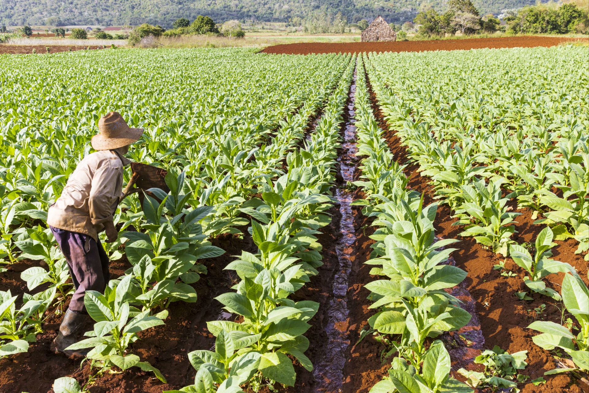 agriculteur-tabac-vinales-cuba