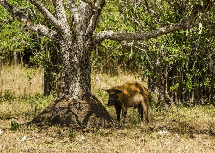 cochon-cienaga-zapata-cuba