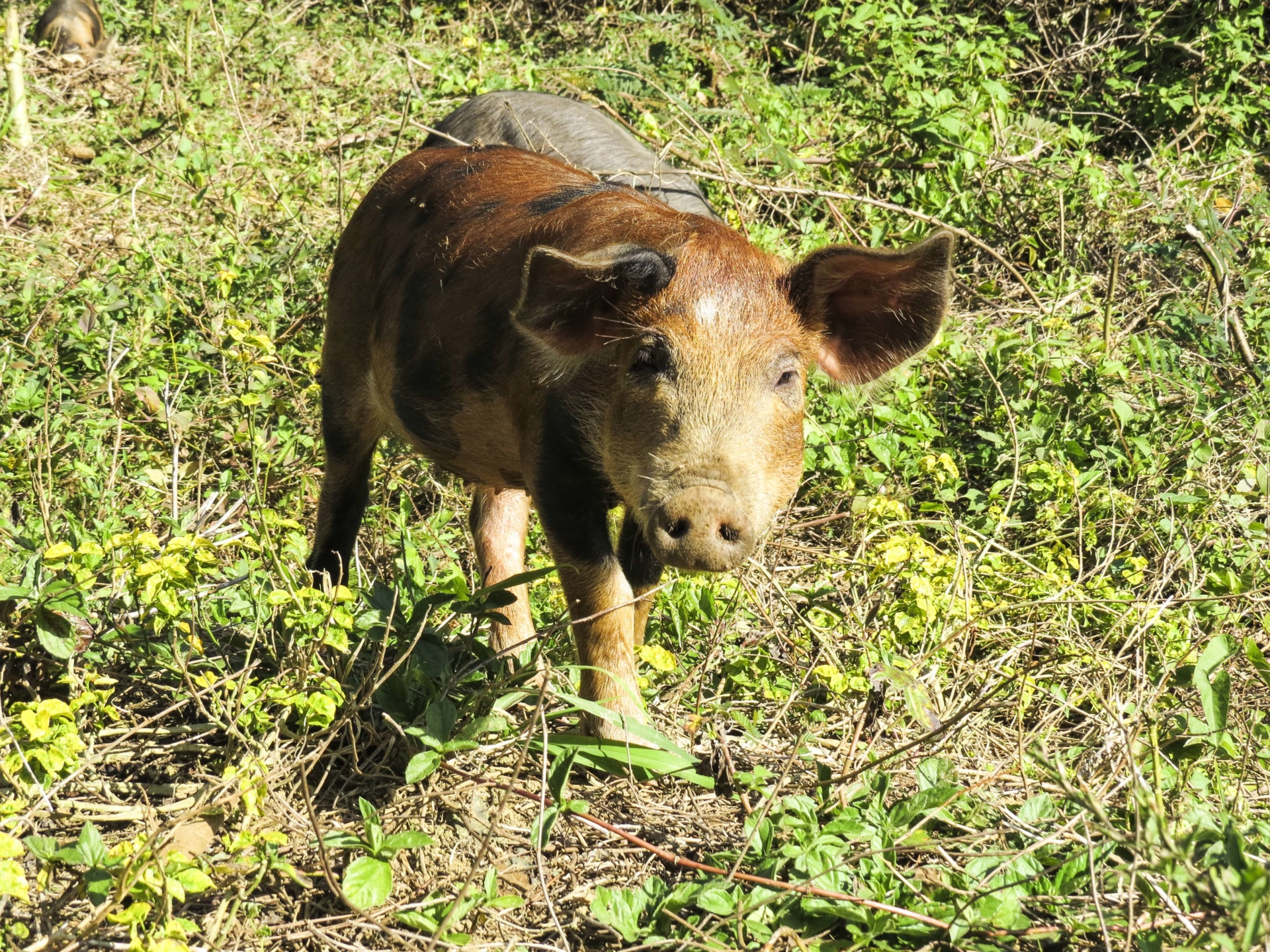 cochon-cuba