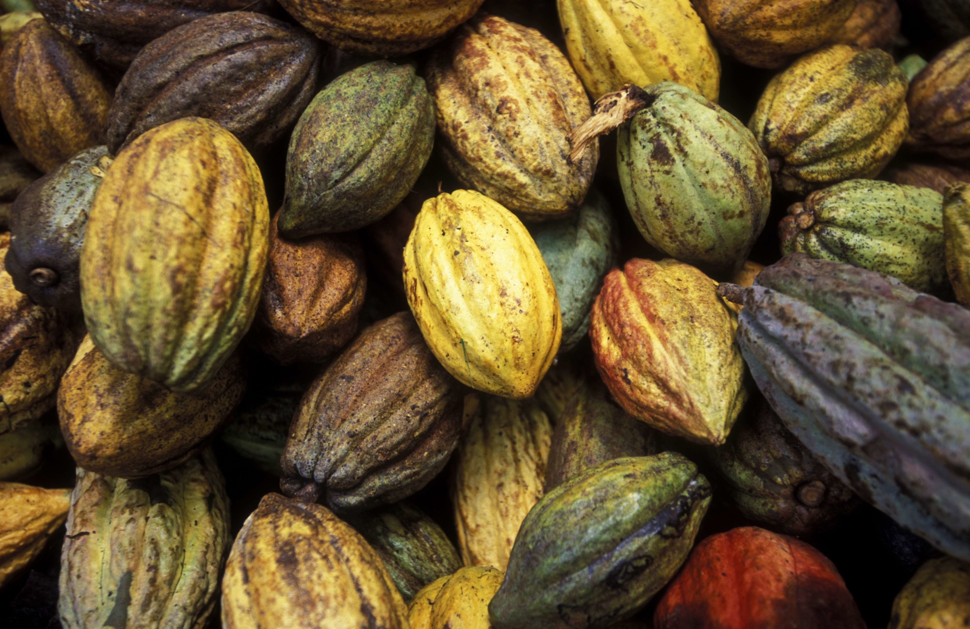 cuba-cacao-baracoa