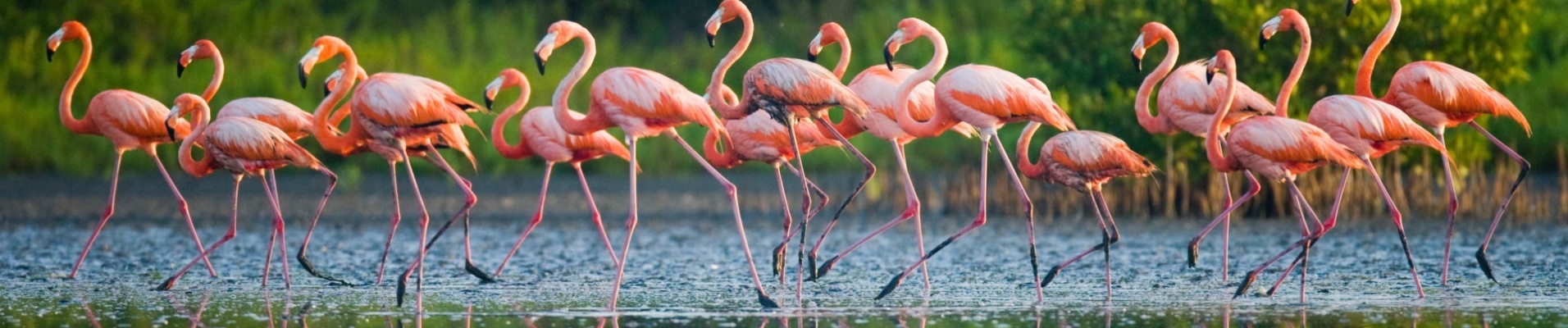 flamants-roses-cuba