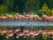 flamants-roses-cuba