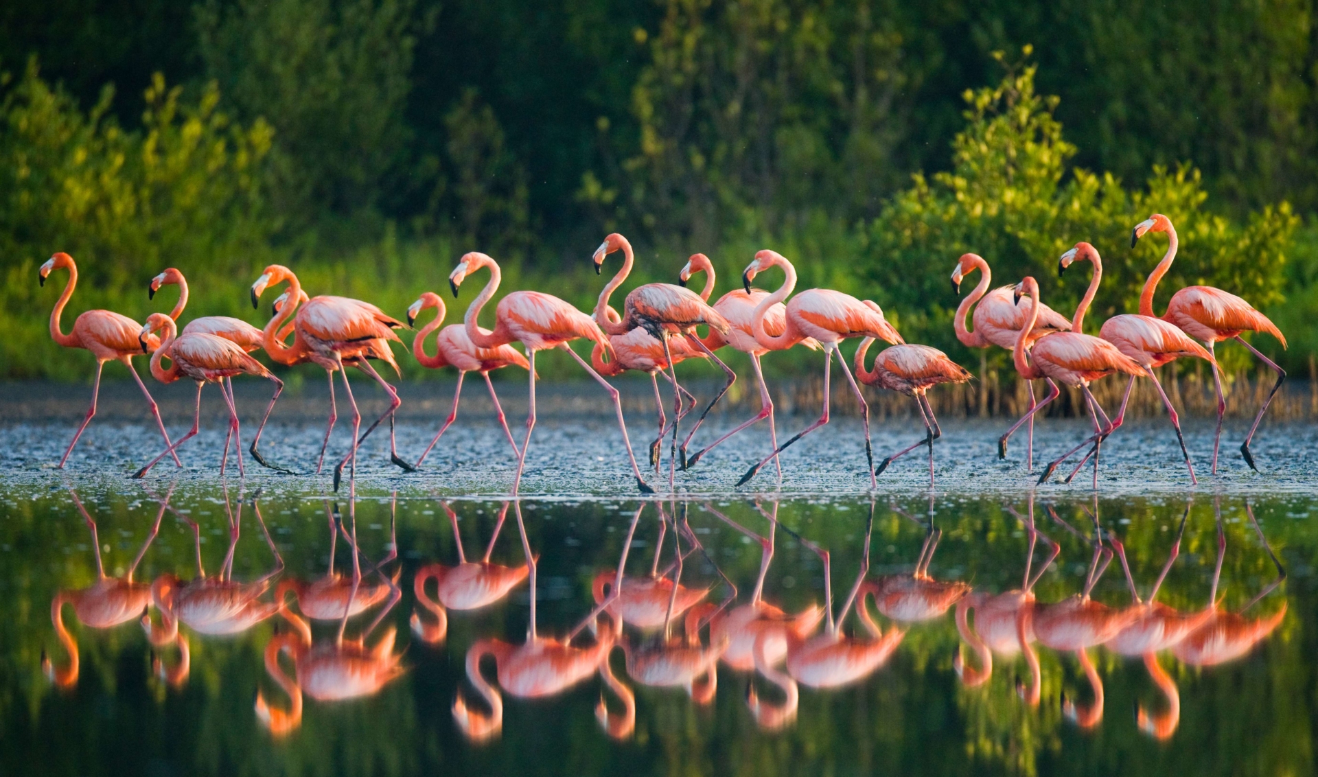 flamants-roses-cuba