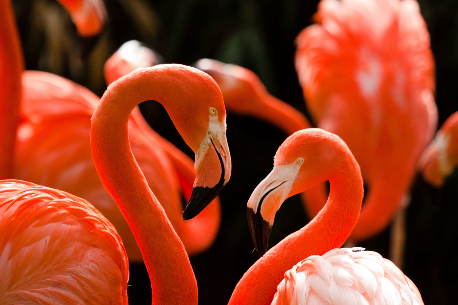 flamants-roses-cuba