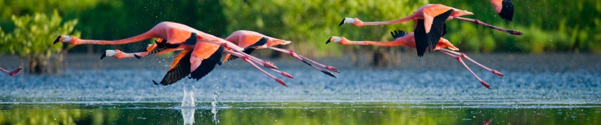 flamants-roses-envol-cuba