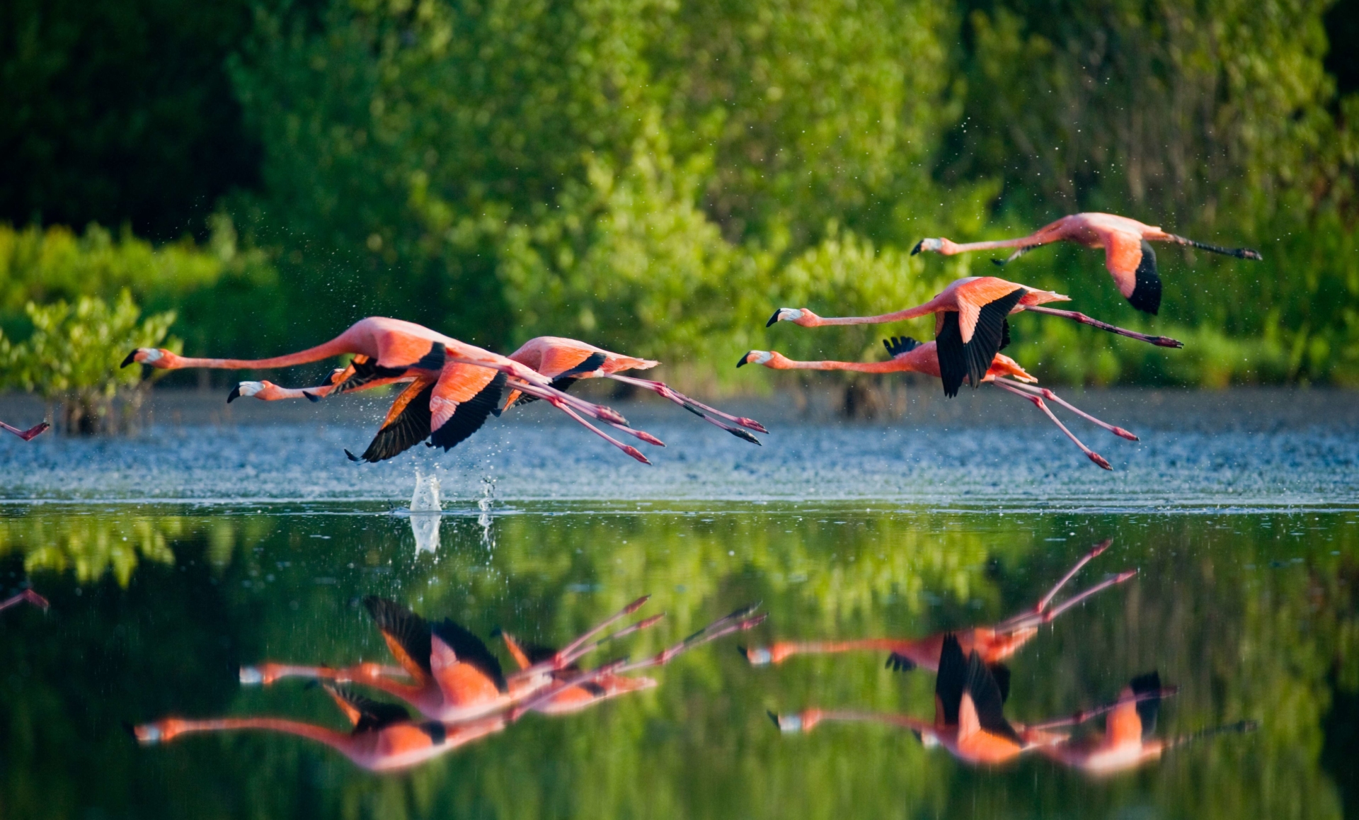 flamants-roses-envol-cuba