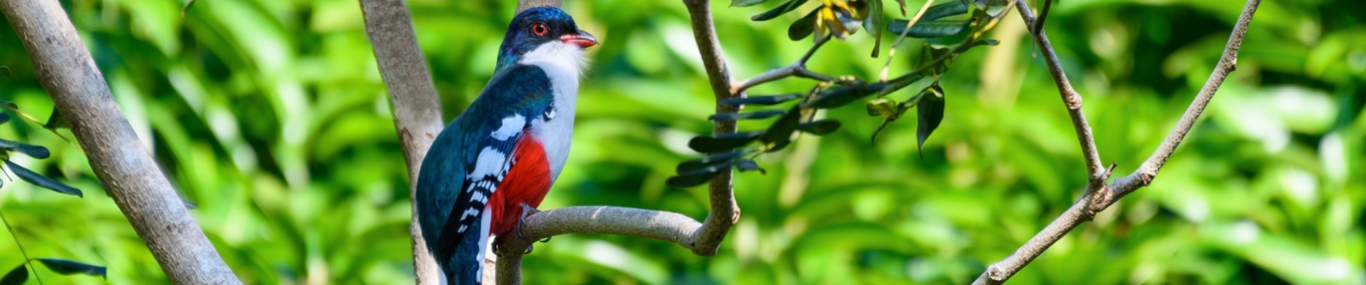 oiseau-trogon-cuba