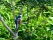 oiseau-trogon-cuba