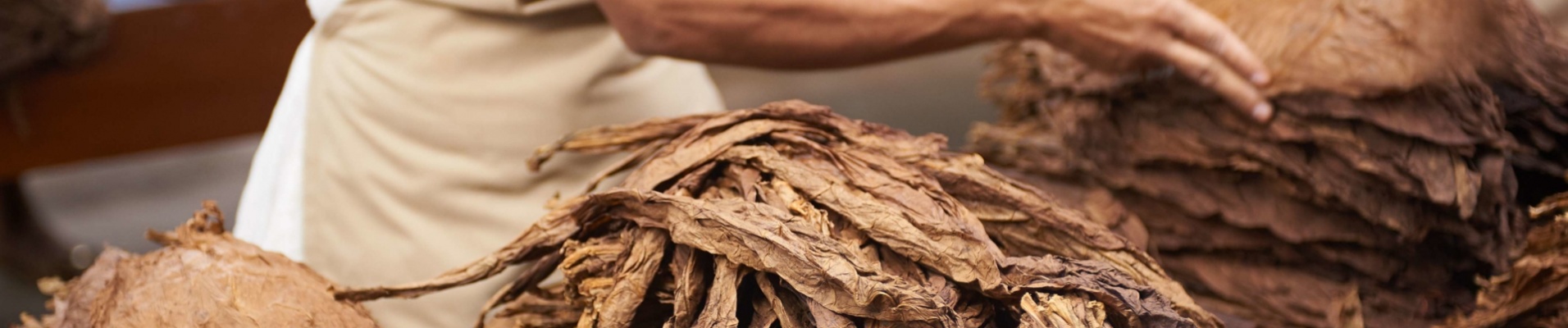 preparation-feuille-tabac-cuba