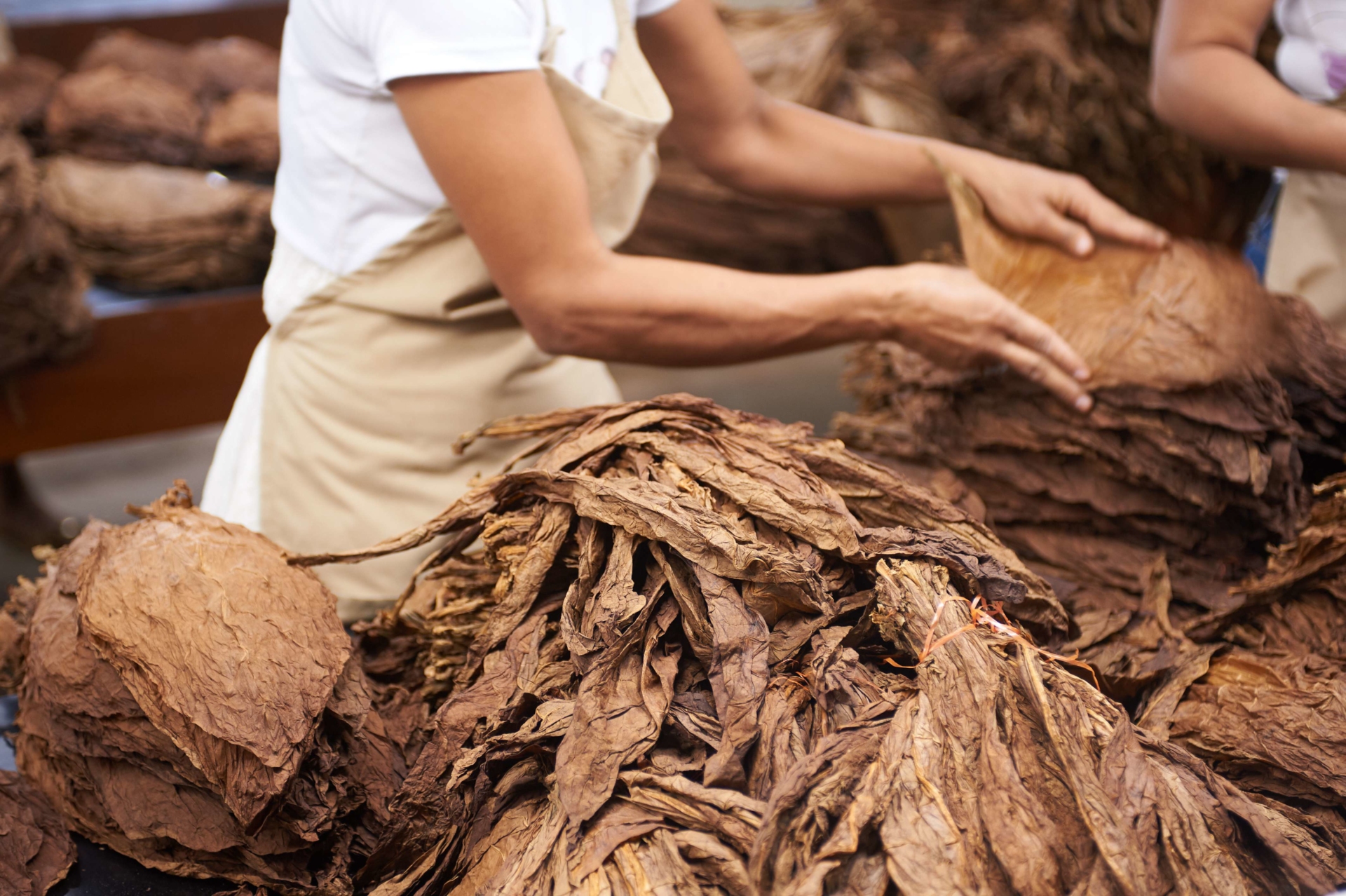 preparation-feuille-tabac-cuba