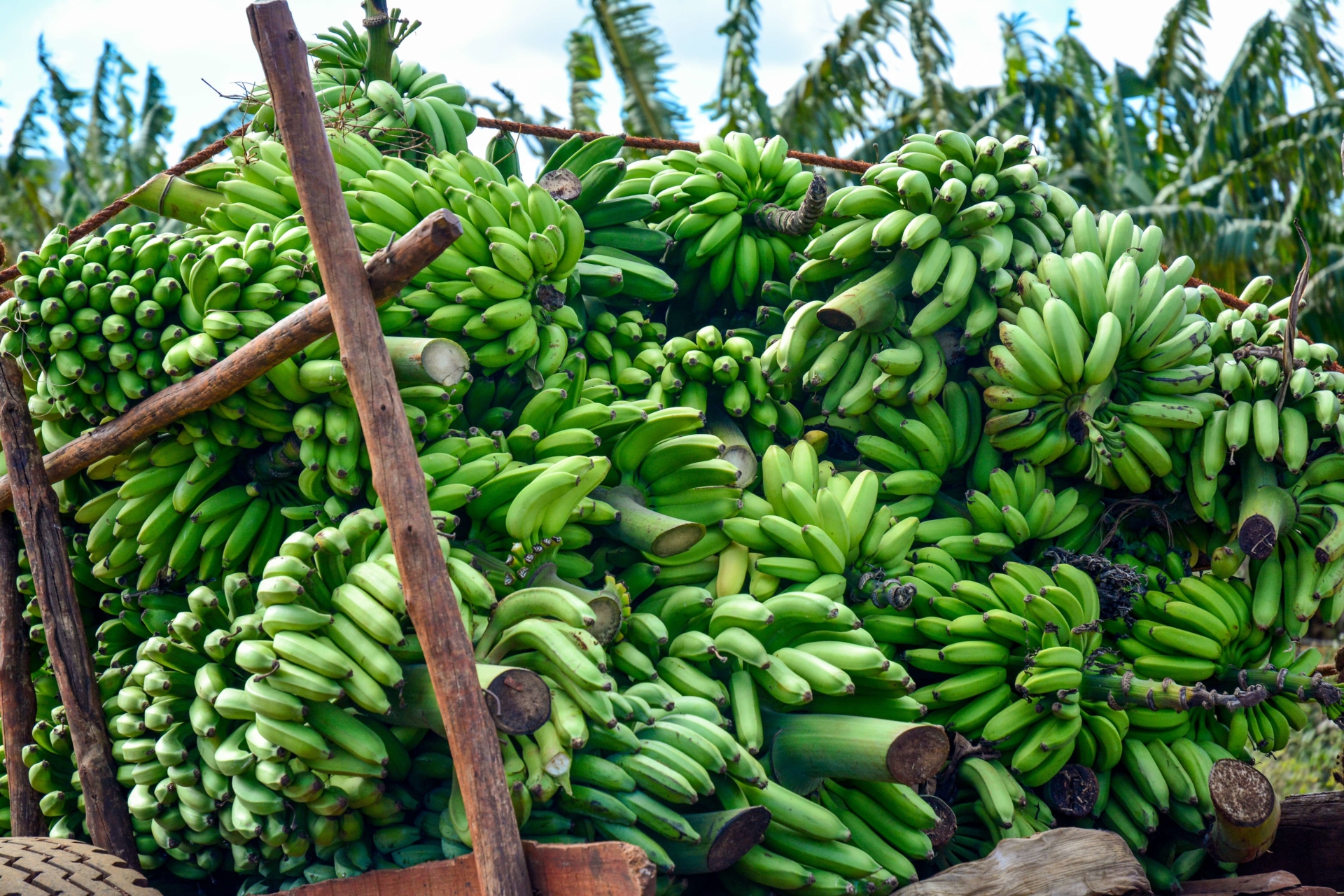 regiment-bananes-cuba