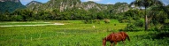 vallee-vinales-cuba-cheval