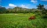 vallee-vinales-cuba-cheval