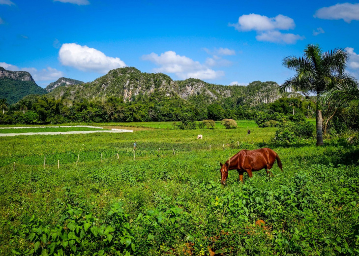 vallee-vinales-cuba-cheval