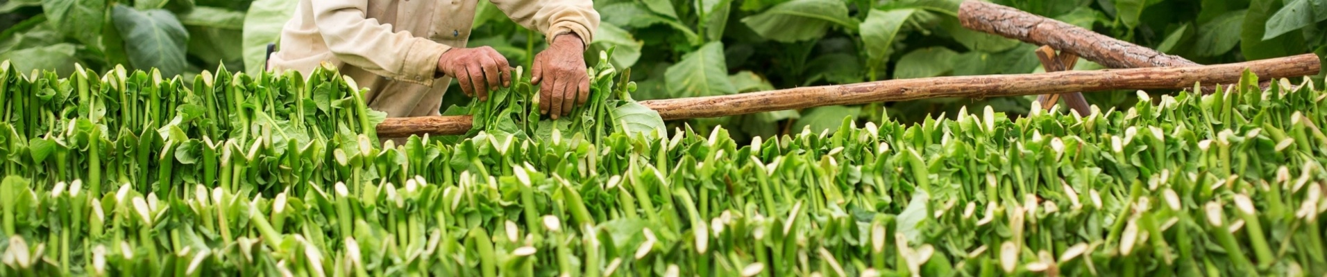 vinales-tabac-agriculture-cuba
