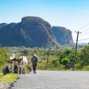 voyage cuba evaneos paysan-vaches-cuba