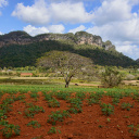 Ferma de tabac Viñales